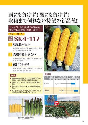 2020ﾄﾖﾀﾈ種苗 春夏 ページ 13