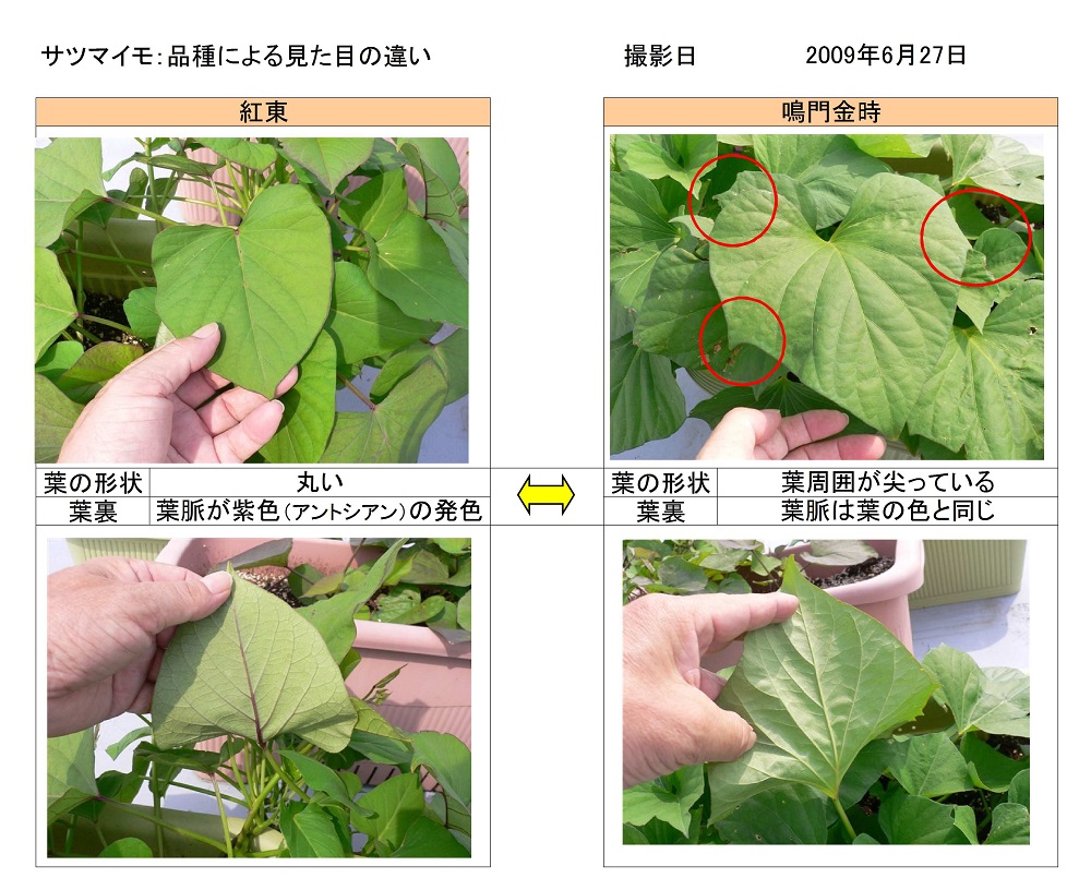 さつまいも苗の定植は お済ですか トヨタネブログ クロロフィル通信 トヨタネ株式会社