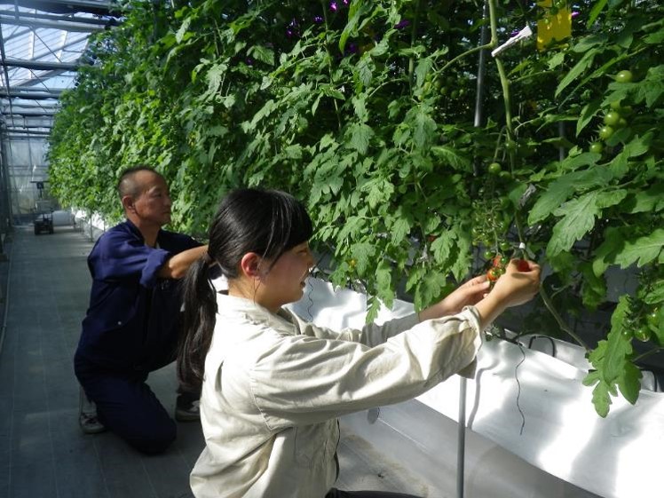 ミニトマト養液栽培/収穫調査 ミニトマト養液栽培/収穫調査