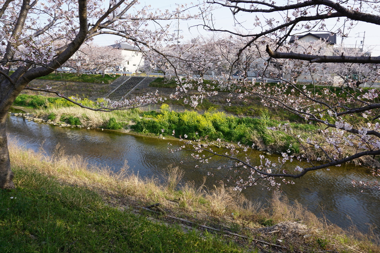 桜と梅田川