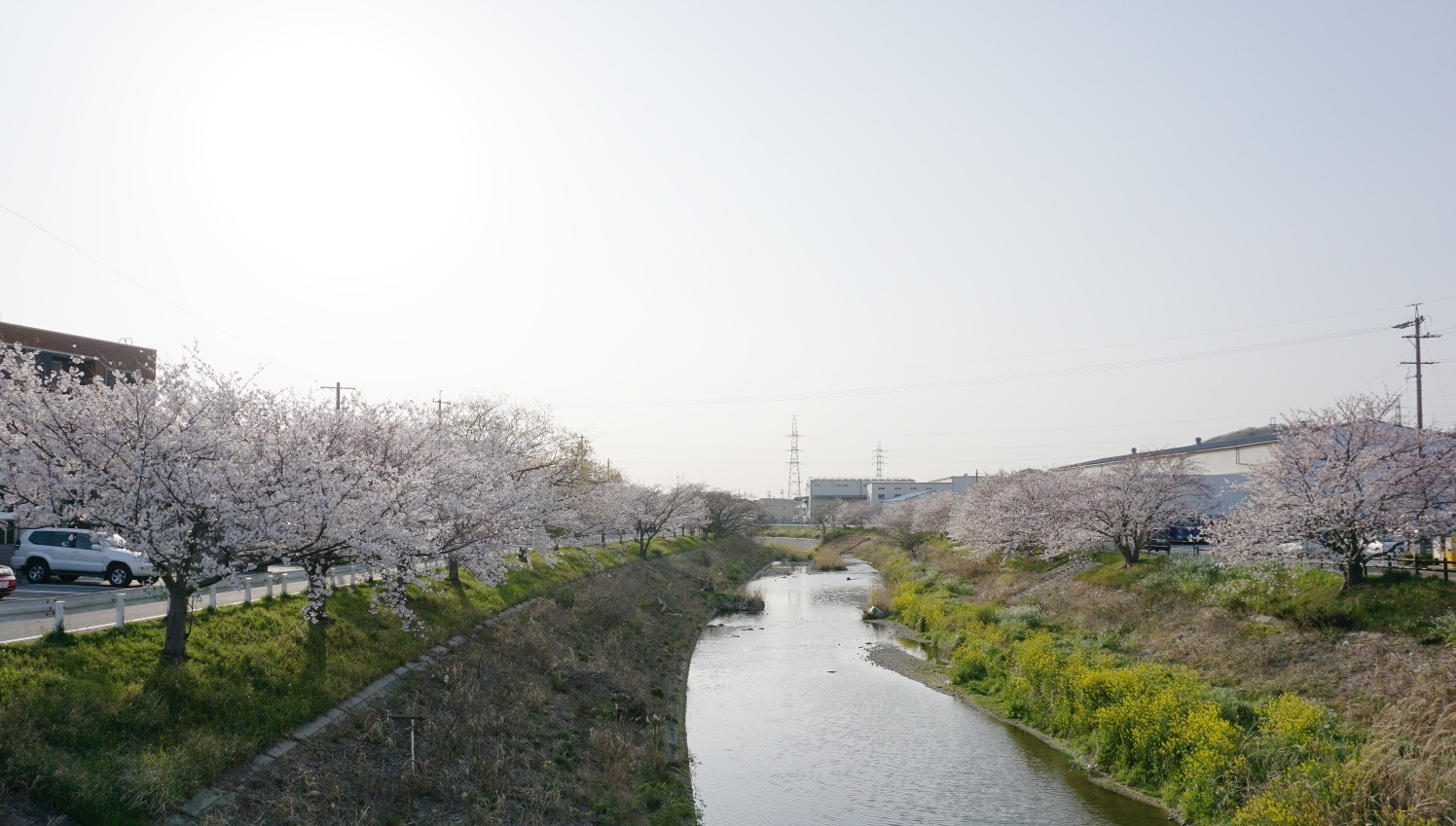 梅田川両岸の桜並木