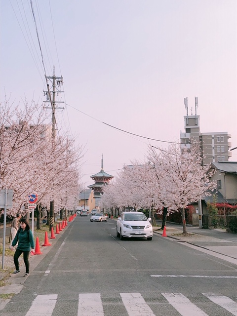 桜in豊川