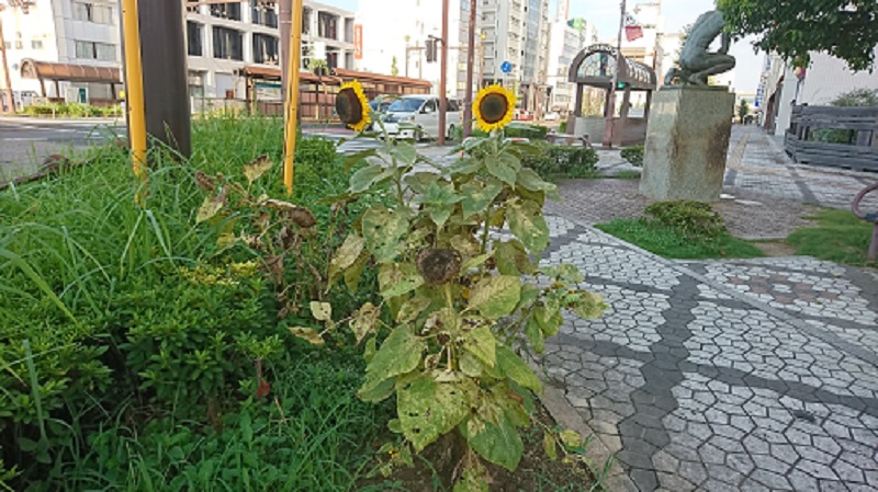 ひまわりの一生 ひまわりの一生
