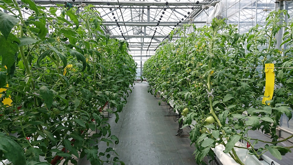 トマト栽培・品種試験