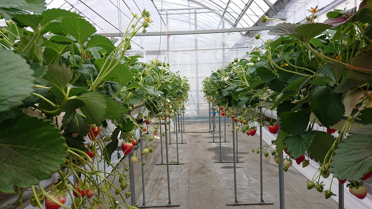 イチゴ栽培