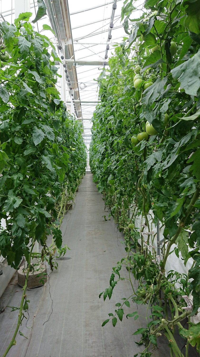 トマト圃場