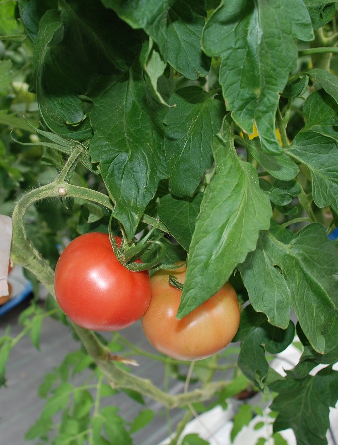 トマト栽培