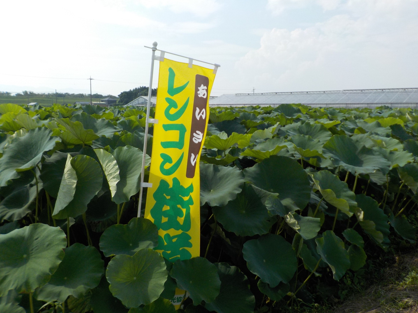 レンコン 7月8月に花を咲かせます トヨタネブログ クロロフィル通信 トヨタネ株式会社