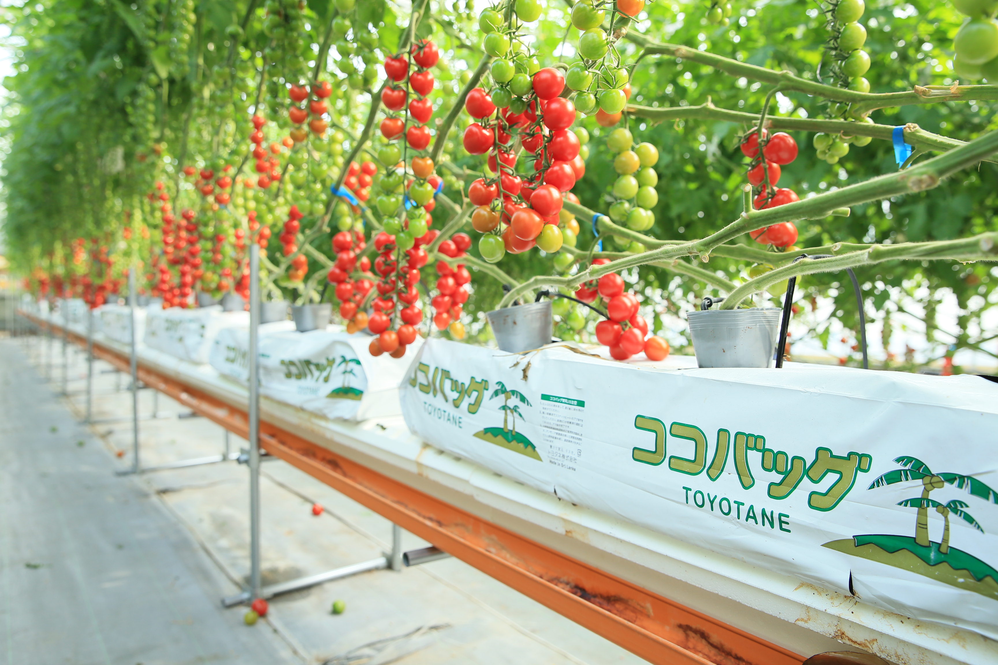 ココバッグ栽培システム「トマト栽培」