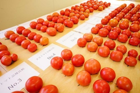 研究農場　トマトの比較試験