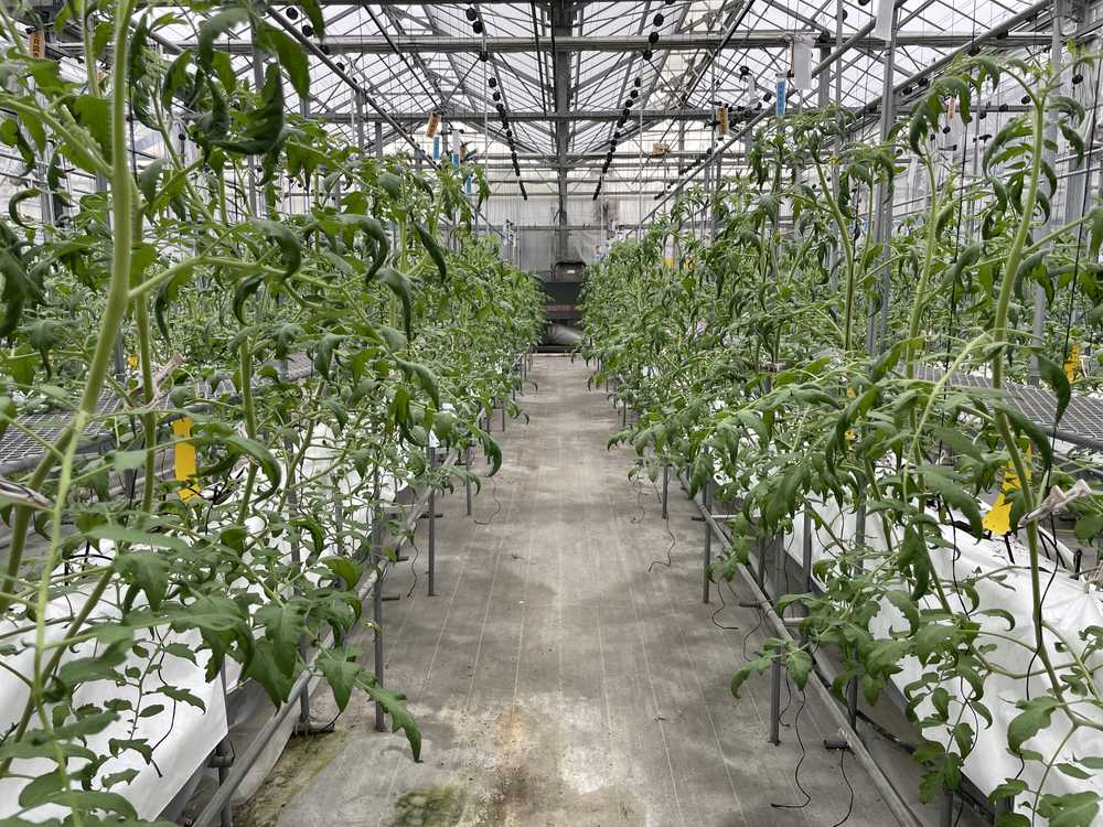 大玉トマトの圃場
