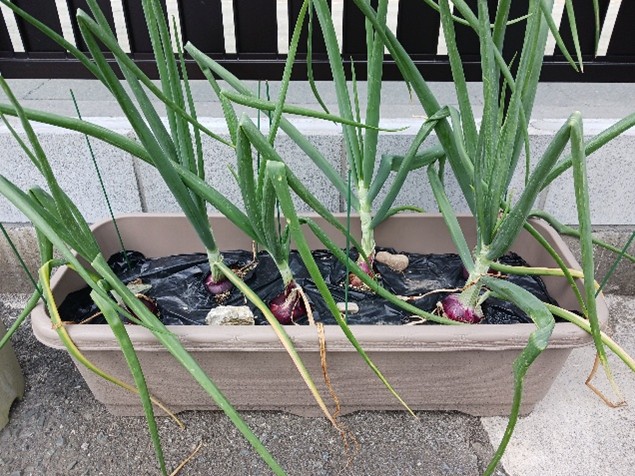 玉ねぎ 玉ねぎ