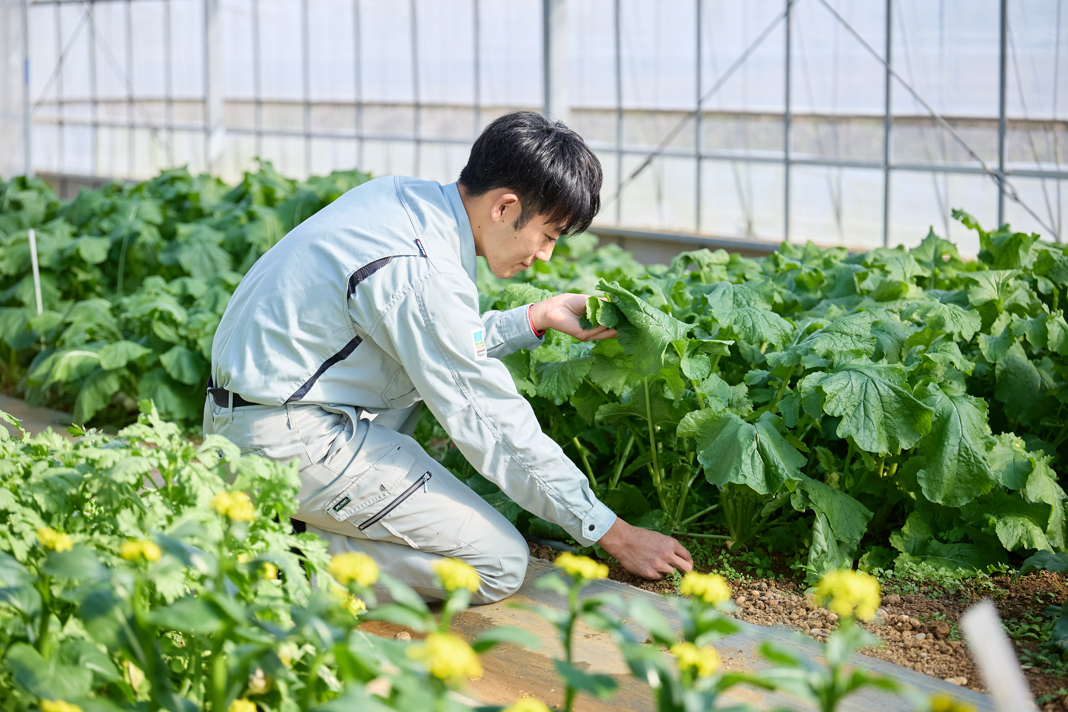 研究農場