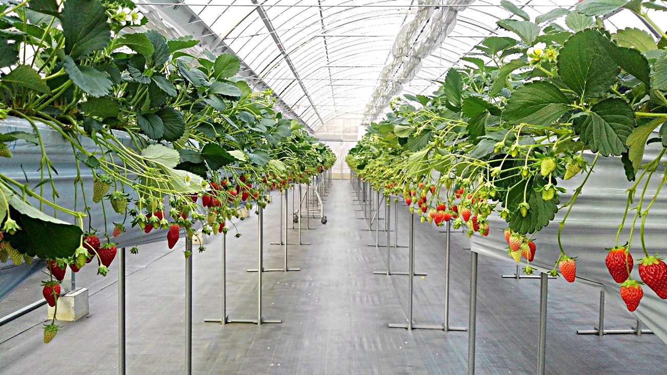 イチゴ高設栽培システム