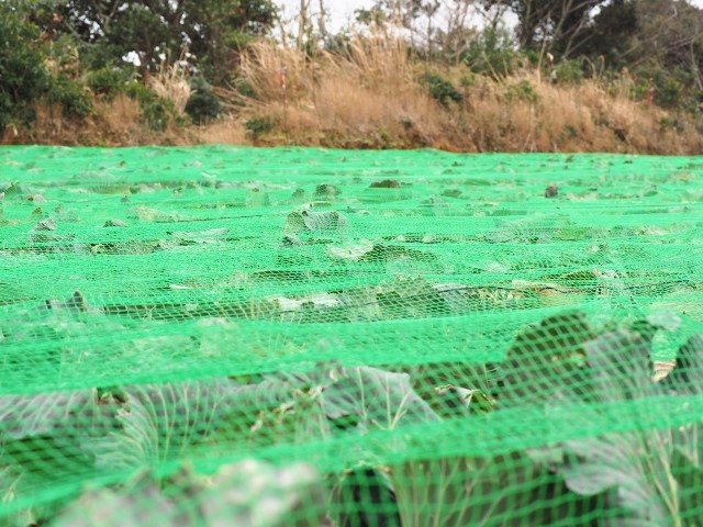 露地用ネット、キャベツ用ネット